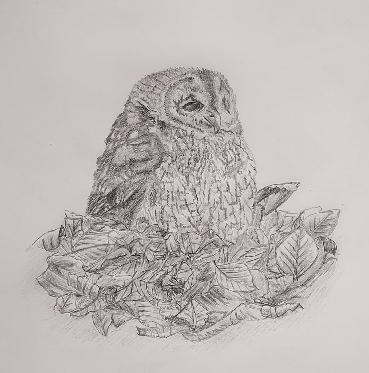Owl